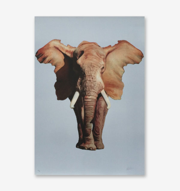african-elephant-ron-english-print-them-all-lithograph