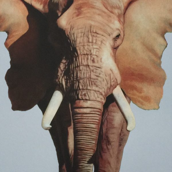 African Elephant-1063
