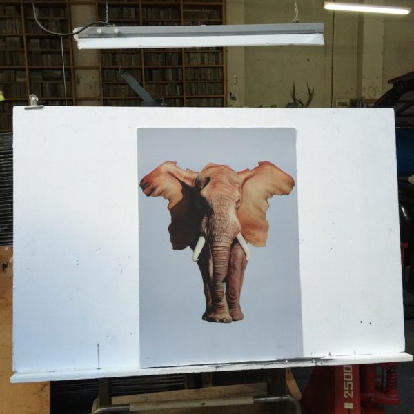 African Elephant-1064